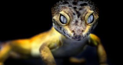 Pet gecko provides insights into cancer spread